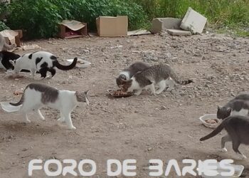 Se registraron 2.164 denuncias por maltrato animal en CABA durante 2023
