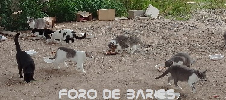 Se registraron 2.164 denuncias por maltrato animal en CABA durante 2023