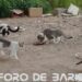 Se registraron 2.164 denuncias por maltrato animal en CABA durante 2023