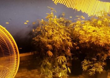 Desbarataron un invernadero de marihuana en Paternal, donde también incautaron cocaína y «tusi»