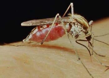 Los dos mosquitos de temporada: prevención y síntomas de las enfermedades que provocan