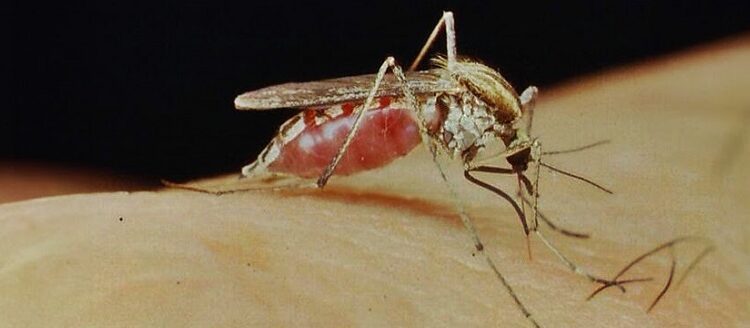 Los dos mosquitos de temporada: prevención y síntomas de las enfermedades que provocan