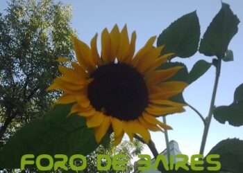 La Plazoleta  «Luna de Enfrente» suma flores, girasoles y zapallos en su jardín veraniego 2024