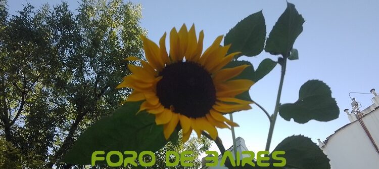 La Plazoleta «Luna de Enfrente» suma flores, girasoles y zapallos en su jardín veraniego 2024