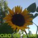 La Plazoleta «Luna de Enfrente» suma flores, girasoles y zapallos en su jardín veraniego 2024