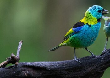 Una asociación invita a porteños y turistas a avistar aves en la Reserva Ecológica Costanera Sur
