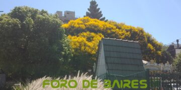 La tipas Tipuana tipu que tiñe de amarillo a Placita Armenia