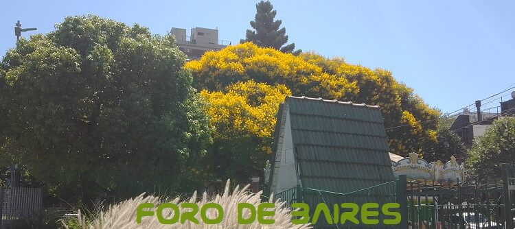 La tipas Tipuana tipu que tiñe de amarillo a Placita Armenia