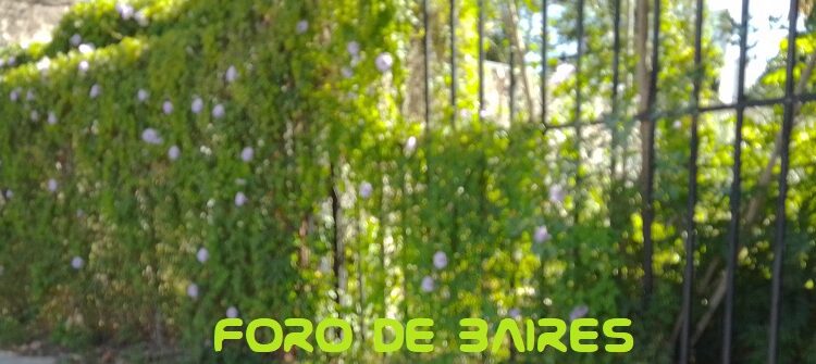 Cómo combatir la invasión de los mosquitos y el contagio del Dengue