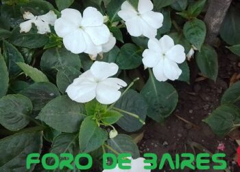 La Facultad forma técnicos que intervienen en la producción de hortalizas y plantas ornamentales