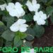 La Facultad forma técnicos que intervienen en la producción de hortalizas y plantas ornamentales