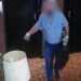 Detuvieron al asesino del jurado de perros de raza