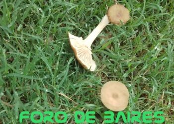 Los curiosos hongos que aparecieron en los parques del barrio