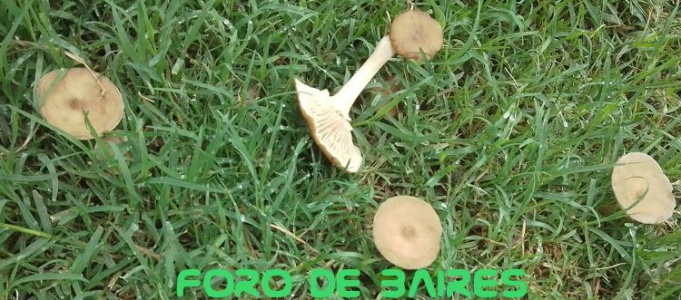 Los curiosos hongos que aparecieron en los parques del barrio