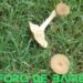 Los curiosos hongos que aparecieron en los parques del barrio
