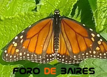 «La Plazoleta Luna de enfrente» en otoño se abre entre mariposas y flores diversas
