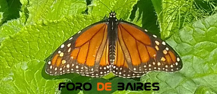 «La Plazoleta Luna de enfrente» en otoño se abre entre mariposas y flores diversas