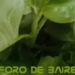 Los alimentos que contienen potasio y son buenos para la salud