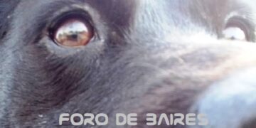Los 5 tips más importantes para que tu perro tenga una mejor vida