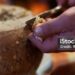 El queso más peligroso del mundo es supercremoso y tiene un ingrediente que lo hizo prohibido: se llama Casu Marzo