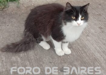Los gatos también hacen duelo ante la pérdida de sus seres queridos