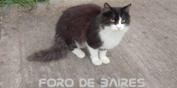 Los gatos también hacen duelo ante la pérdida de sus seres queridos