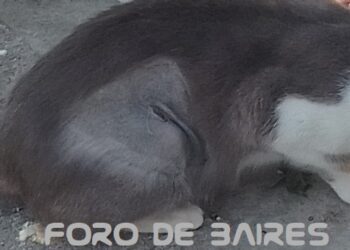 ¿Cómo cambia un gato después de ser castrado?