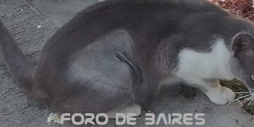 ¿Cómo cambia un gato después de ser castrado?