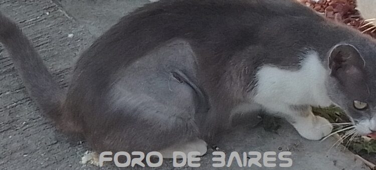 ¿Cómo cambia un gato después de ser castrado?