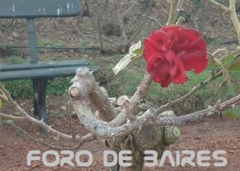 «Una rosa es una rosa», y un jardín de flores, el lugar que inspira a los poetas para crear sus mejores obras