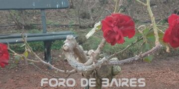 «Una rosa es una rosa», y un jardín de flores, el lugar que inspira a los poetas para crear sus mejores obras