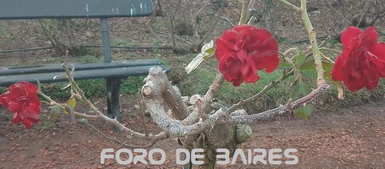 «Una rosa es una rosa», y un jardín de flores, el lugar que inspira a los poetas para crear sus mejores obras