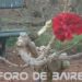 «Una rosa es una rosa», y un jardín de flores, el lugar que inspira a los poetas para crear sus mejores obras