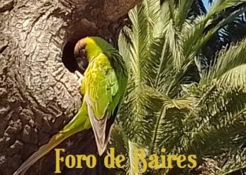 Primavera en Palermo: Bandadas de loros en diferentes especies, y otras aves vistosas, merodean el barrio