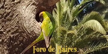 Primavera en Palermo: Bandadas de loros en diferentes especies, y otras aves vistosas, merodean el barrio