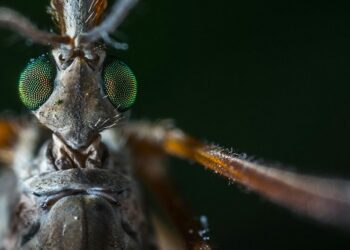 Descubren una mutación genética en los mosquitos transmisores de Dengue