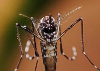 El Gobierno porteño avanza con la campaña integral de prevención del dengue y el plan de vacunación