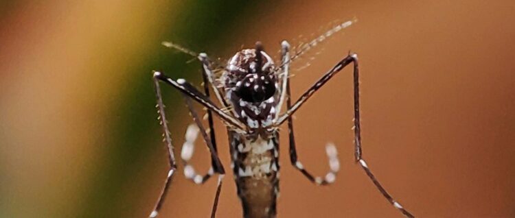 El Gobierno porteño avanza con la campaña integral de prevención del dengue y el plan de vacunación