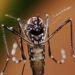 El Gobierno porteño avanza con la campaña integral de prevención del dengue y el plan de vacunación