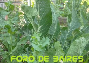 La huerta «Luna de Enfrente» del barrio de Palermo cultiva las flores y hortalizas de Septiembre