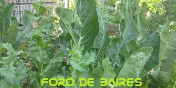 La huerta «Luna de Enfrente» del barrio de Palermo cultiva las flores y hortalizas de Septiembre