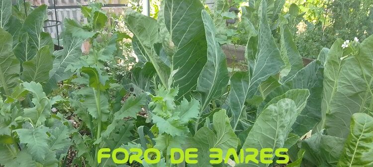 La huerta «Luna de Enfrente» del barrio de Palermo cultiva las flores y hortalizas de Septiembre