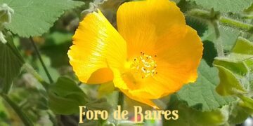 Hoy es el día nacional de la flor y lo festejamos con un mundo de especies multicolores