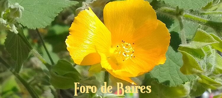 Hoy es el día nacional de la flor y lo festejamos con un mundo de especies multicolores