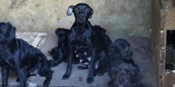 En 2024 Animales BA participó del rescate de 181 perros y gatos