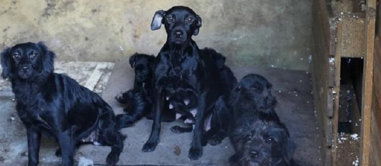 En 2024 Animales BA participó del rescate de 181 perros y gatos
