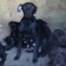 En 2024 Animales BA participó del rescate de 181 perros y gatos