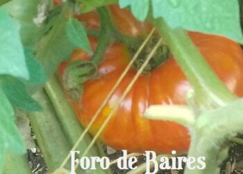 La Plazoleta «Luna de Enfrente» se pobló de tomates y flores