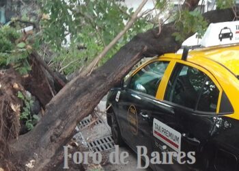 En Palermo un árbol cayó sobre un taxi
