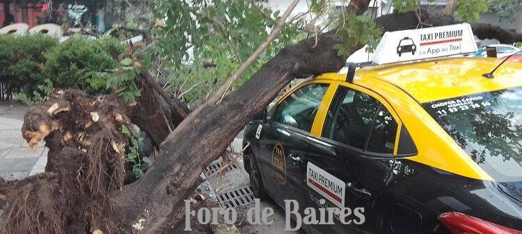 En Palermo un árbol cayó sobre un taxi